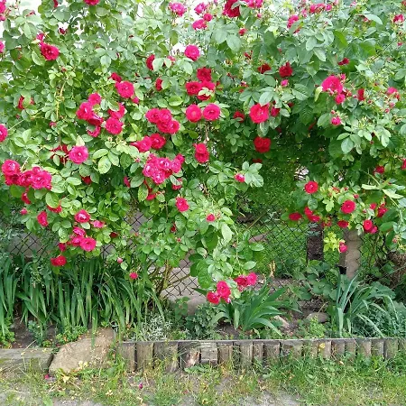 Olga Guest house