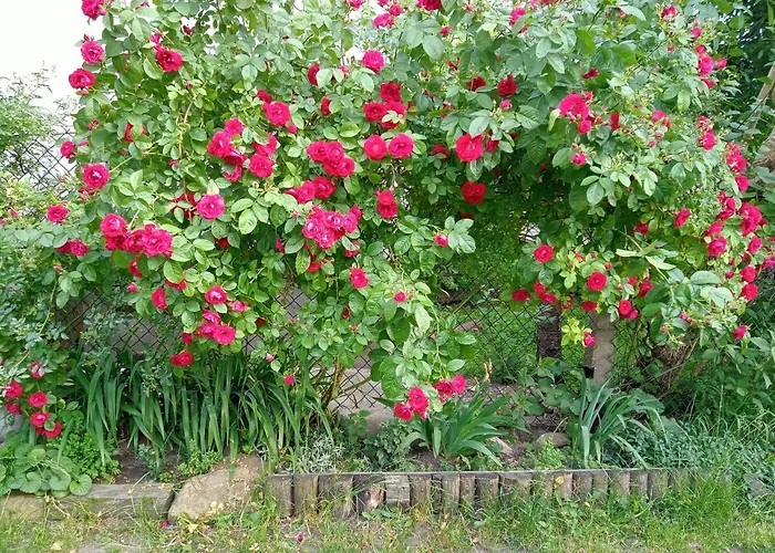 Olga ゲストハウス