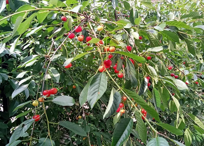 Olga ゲストハウス リヴィウ