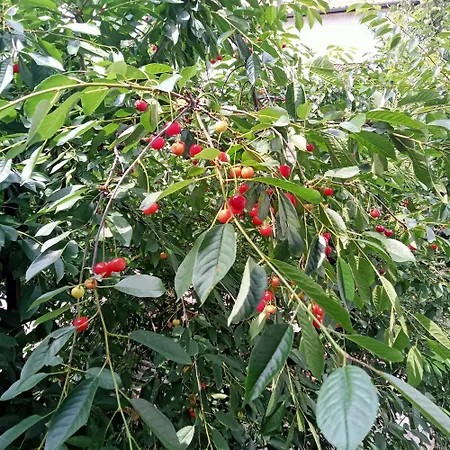 Olga Гостевой дом Львов